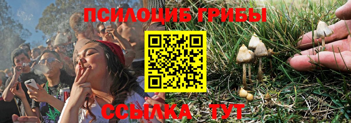Карачаевск  Псилоцибиновые грибы Cubensis  Вход с VPN 